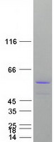 NUCB2 / Nucleobindin 2 Protein - Purified recombinant protein NUCB2 was analyzed by SDS-PAGE gel and Coomassie Blue Staining