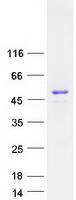 NUCKS1 Protein - Purified recombinant protein NUCKS1 was analyzed by SDS-PAGE gel and Coomassie Blue Staining