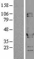 NUDC Protein - Western validation with an anti-DDK antibody * L: Control HEK293 lysate R: Over-expression lysate