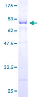 NUDC Protein - 12.5% SDS-PAGE of human NUDC stained with Coomassie Blue