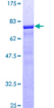 NUDC Protein - 12.5% SDS-PAGE of human NUDC stained with Coomassie Blue
