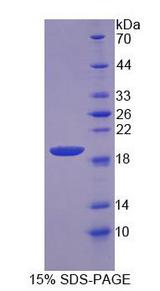 NUDC Protein - Recombinant  Nuclear Distribution Gene C Homolog By SDS-PAGE