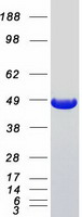 NUDC Protein - Purified recombinant protein NUDC was analyzed by SDS-PAGE gel and Coomassie Blue Staining