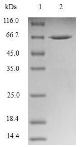 NUDEL / NDEL1 Protein - (Tris-Glycine gel) Discontinuous SDS-PAGE (reduced) with 5% enrichment gel and 15% separation gel.