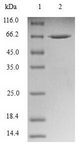 NUDEL / NDEL1 Protein - (Tris-Glycine gel) Discontinuous SDS-PAGE (reduced) with 5% enrichment gel and 15% separation gel.