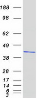 NUDEL / NDEL1 Protein - Purified recombinant protein NDEL1 was analyzed by SDS-PAGE gel and Coomassie Blue Staining