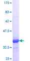 NUDR / DEAF1 Protein - 12.5% SDS-PAGE Stained with Coomassie Blue.