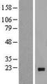 NUDT1 / MTH1 Protein - Western validation with an anti-DDK antibody * L: Control HEK293 lysate R: Over-expression lysate