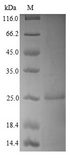NUDT1 / MTH1 Protein - (Tris-Glycine gel) Discontinuous SDS-PAGE (reduced) with 5% enrichment gel and 15% separation gel.