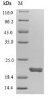 NUDT1 / MTH1 Protein - (Tris-Glycine gel) Discontinuous SDS-PAGE (reduced) with 5% enrichment gel and 15% separation gel.
