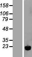 NUDT11 Protein - Western validation with an anti-DDK antibody * L: Control HEK293 lysate R: Over-expression lysate
