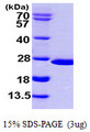 NUDT16 Protein
