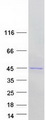 NUDT19 Protein - Purified recombinant protein NUDT19 was analyzed by SDS-PAGE gel and Coomassie Blue Staining