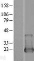 NUDT2 Protein - Western validation with an anti-DDK antibody * L: Control HEK293 lysate R: Over-expression lysate