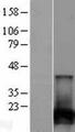 NUDT2 Protein - Western validation with an anti-DDK antibody * L: Control HEK293 lysate R: Over-expression lysate