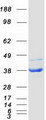 NUDT5 Protein - Purified recombinant protein NUDT5 was analyzed by SDS-PAGE gel and Coomassie Blue Staining