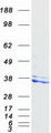 NUDT6 Protein - Purified recombinant protein NUDT6 was analyzed by SDS-PAGE gel and Coomassie Blue Staining