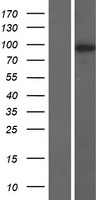NUGGC Protein - Western validation with an anti-DDK antibody * L: Control HEK293 lysate R: Over-expression lysate
