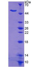 NUMA1 / NUMA Protein - Recombinant  Nuclear Mitotic Apparatus Protein 1 By SDS-PAGE