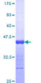 NUMA1 / NUMA Protein - 12.5% SDS-PAGE Stained with Coomassie Blue.
