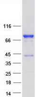 NUMBLIKE / NUMBL Protein - Purified recombinant protein NUMBL was analyzed by SDS-PAGE gel and Coomassie Blue Staining