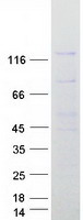 NUP133 Protein - Purified recombinant protein NUP133 was analyzed by SDS-PAGE gel and Coomassie Blue Staining