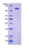 NUP153 Protein - Recombinant Nucleoporin 153kDa By SDS-PAGE