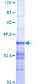 NUP214 / CAN Protein - 12.5% SDS-PAGE Stained with Coomassie Blue.