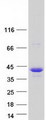 NUP35 / NUP53 Protein - Purified recombinant protein NUP35 was analyzed by SDS-PAGE gel and Coomassie Blue Staining
