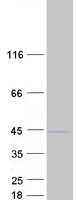 NUP37 Protein - Purified recombinant protein NUP37 was analyzed by SDS-PAGE gel and Coomassie Blue Staining