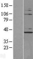 NUP43 Protein - Western validation with an anti-DDK antibody * L: Control HEK293 lysate R: Over-expression lysate