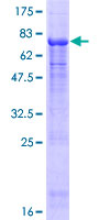 NUP43 Protein - 12.5% SDS-PAGE of human NUP43 stained with Coomassie Blue