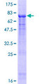 NUP43 Protein - 12.5% SDS-PAGE of human NUP43 stained with Coomassie Blue