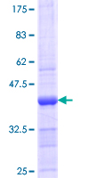 NUP43 Protein - 12.5% SDS-PAGE Stained with Coomassie Blue.