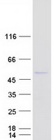 NUP43 Protein - Purified recombinant protein NUP43 was analyzed by SDS-PAGE gel and Coomassie Blue Staining