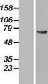 NUP50 Protein - Western validation with an anti-DDK antibody * L: Control HEK293 lysate R: Over-expression lysate