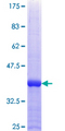 NUP50 Protein - 12.5% SDS-PAGE Stained with Coomassie Blue.