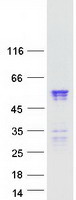 NUP50 Protein - Purified recombinant protein NUP50 was analyzed by SDS-PAGE gel and Coomassie Blue Staining