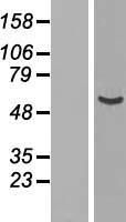 NUP54 Protein - Western validation with an anti-DDK antibody * L: Control HEK293 lysate R: Over-expression lysate