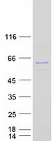 NUP54 Protein - Purified recombinant protein NUP54 was analyzed by SDS-PAGE gel and Coomassie Blue Staining
