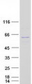 NUP54 Protein - Purified recombinant protein NUP54 was analyzed by SDS-PAGE gel and Coomassie Blue Staining
