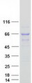 NUP62 Protein - Purified recombinant protein NUP62 was analyzed by SDS-PAGE gel and Coomassie Blue Staining