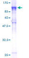 NUP85 / Pericentrin 1 Protein - 12.5% SDS-PAGE of human NUP85 stained with Coomassie Blue