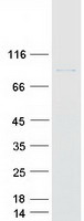 NUP93 Protein - Purified recombinant protein NUP93 was analyzed by SDS-PAGE gel and Coomassie Blue Staining