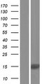 NUPR1L Protein - Western validation with an anti-DDK antibody * L: Control HEK293 lysate R: Over-expression lysate