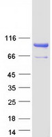 NUTM2G / FAM22G Protein - Purified recombinant protein NUTM2G was analyzed by SDS-PAGE gel and Coomassie Blue Staining