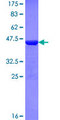 NXF / NPAS4 Protein - 12.5% SDS-PAGE Stained with Coomassie Blue.