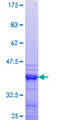 NXF1 / TAP Protein - 12.5% SDS-PAGE Stained with Coomassie Blue.