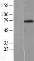NXF2 Protein - Western validation with an anti-DDK antibody * L: Control HEK293 lysate R: Over-expression lysate