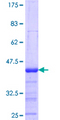 NXF3 Protein - 12.5% SDS-PAGE Stained with Coomassie Blue.